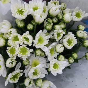 云南昆明小雏菊鲜花批发基地直发新鲜家用花店婚庆直批办公室插花