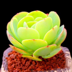 新款 多肉植物组合盆栽 唐印 萌肉肉室内绿植花卉 含盆送土包邮