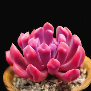 新款 多肉植物组合盆栽 唐印 萌肉肉室内绿植花卉 含盆送土包邮
