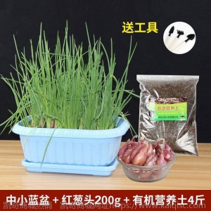 热卖水培香葱种头四季小葱种籽家庭阳台种菜盆栽蔬菜苗葱种子葱头