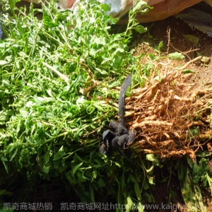大量出售叶用枸杞苗 批发枸杞芽菜苗 苗木好成活的产地发货