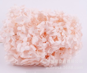 云南鲜花直批永生花木绣球/保鲜花真花干花塔型盒装绣球厂家批发
