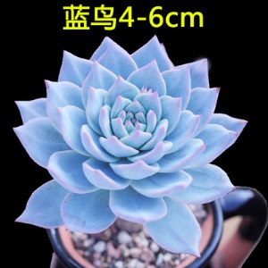 新款 多肉植物组合盆栽 唐印 萌肉肉室内绿植花卉 含盆送土包邮