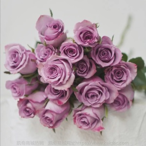 云南昆明玫瑰花鲜切花基地批发红玫瑰卡罗拉鲜花直批花店婚庆布置