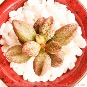 新款 多肉植物组合盆栽 唐印 萌肉肉室内绿植花卉 含盆送土包邮