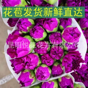 康乃馨鲜花云南基地鲜花直批专供花店婚庆用花家庭插花 量大咨询