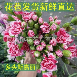 康乃馨鲜花云南基地鲜花直批专供花店婚庆用花家庭插花 量大咨询