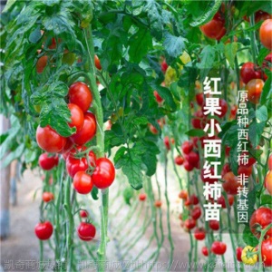辣椒苗四季蔬菜苗幼苗圣女果苗西红柿苗小番茄苗盆栽黄瓜苗茄子苗
