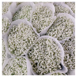 云南昆明满天星鲜花批发 吸色干花鲜花直批客厅花瓶插花 鲜花直批