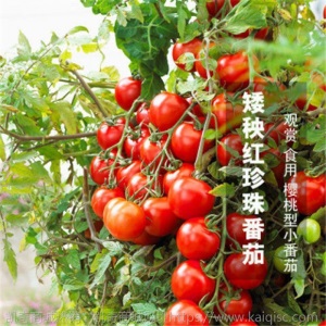 辣椒苗四季蔬菜苗幼苗圣女果苗西红柿苗小番茄苗盆栽黄瓜苗茄子苗