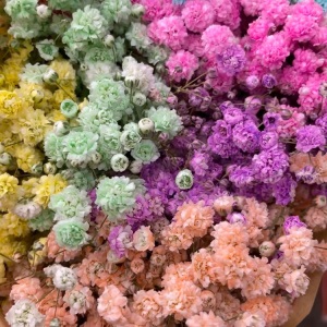 云南昆明满天星鲜花批发 吸色干花鲜花直批客厅花瓶插花 鲜花直批
