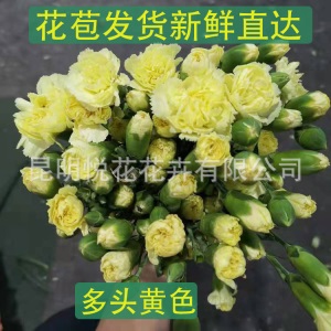 康乃馨鲜花云南基地鲜花直批专供花店婚庆用花家庭插花 量大咨询