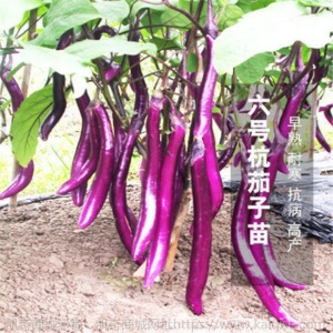 辣椒苗四季蔬菜苗幼苗圣女果苗西红柿苗小番茄苗盆栽黄瓜苗茄子苗