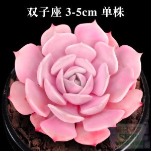 新款 多肉植物组合盆栽 唐印 萌肉肉室内绿植花卉 含盆送土包邮