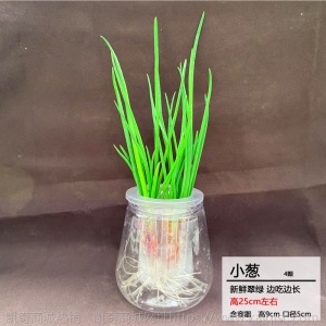 【基地直发】水培蔬菜草莓新鲜活菜带根配送无土栽培菜苗室内种植