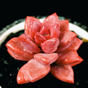 新款 多肉植物组合盆栽 唐印 萌肉肉室内绿植花卉 含盆送土包邮