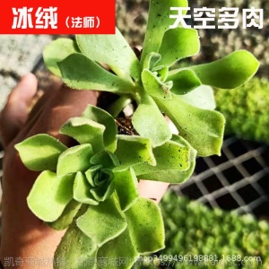 1元| 天空多肉植物41-80号自选新手带根桌面绿植盆栽组合DIY花卉