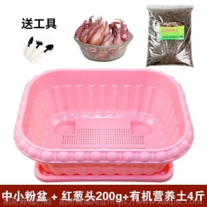 热卖水培香葱种头四季小葱种籽家庭阳台种菜盆栽蔬菜苗葱种子葱头