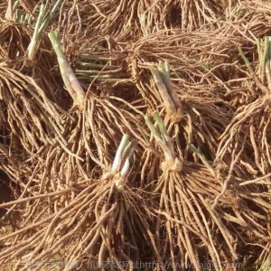 芦笋苗带芽芦笋盆栽蔬菜苗四季种植种苗阳台种子绿植庭院蔬菜落地