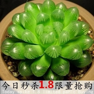 新款 多肉植物组合盆栽 唐印 萌肉肉室内绿植花卉 含盆送土包邮
