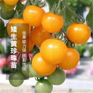 辣椒苗四季蔬菜苗幼苗圣女果苗西红柿苗小番茄苗盆栽黄瓜苗茄子苗