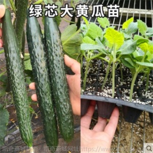 水果黄瓜种苗高产抗病春秋蔬菜苗无刺小黄瓜露天种植黄瓜苗盆栽