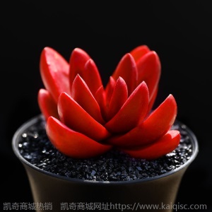 新款 多肉植物组合盆栽 唐印 萌肉肉室内绿植花卉 含盆送土包邮