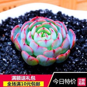 新款 多肉植物组合盆栽 唐印 萌肉肉室内绿植花卉 含盆送土包邮