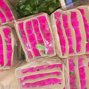 鲜花冷链昆明基地直批红玫瑰卡罗拉香槟白批发直供花店婚庆家用花