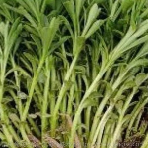 新鲜养心菜种苗田七菜苗救心菜苗养心景天三七救心降压菜苗