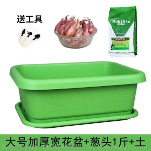 热卖水培香葱种头四季小葱种籽家庭阳台种菜盆栽蔬菜苗葱种子葱头