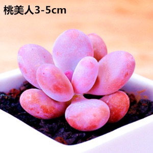 新款 多肉植物组合盆栽 唐印 萌肉肉室内绿植花卉 含盆送土包邮