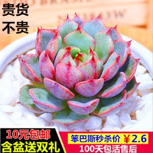 新款 多肉植物组合盆栽 唐印 萌肉肉室内绿植花卉 含盆送土包邮
