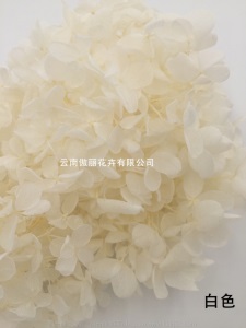 云南鲜花直批永生花木绣球/保鲜花真花干花塔型盒装绣球厂家批发
