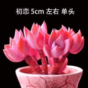 新款 多肉植物组合盆栽 唐印 萌肉肉室内绿植花卉 含盆送土包邮