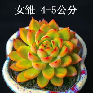 新款 多肉植物组合盆栽 唐印 萌肉肉室内绿植花卉 含盆送土包邮