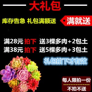 新款 多肉植物组合盆栽 唐印 萌肉肉室内绿植花卉 含盆送土包邮