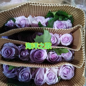 云南昆明玫瑰花鲜花批发教师节礼物直批花店婚庆场地布置用花