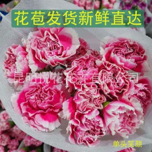 康乃馨鲜花云南基地鲜花直批专供花店婚庆用花家庭插花 量大咨询