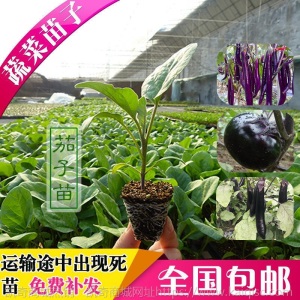 辣椒苗四季蔬菜苗幼苗圣女果苗西红柿苗小番茄苗盆栽黄瓜苗茄子苗