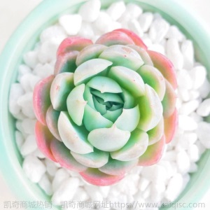 新款 多肉植物组合盆栽 唐印 萌肉肉室内绿植花卉 含盆送土包邮