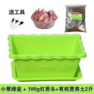 热卖水培香葱种头四季小葱种籽家庭阳台种菜盆栽蔬菜苗葱种子葱头