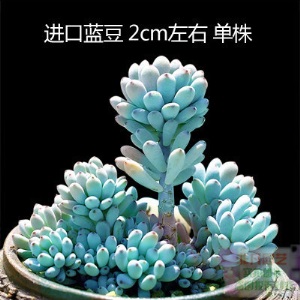 新款 多肉植物组合盆栽 唐印 萌肉肉室内绿植花卉 含盆送土包邮