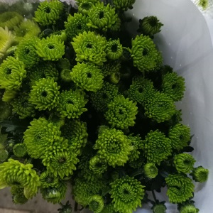 云南昆明小雏菊鲜花批发基地直发新鲜家用花店婚庆直批办公室插花