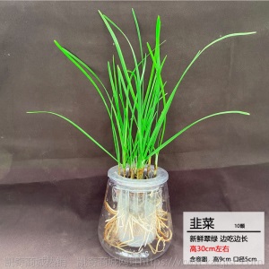 【基地直发】水培蔬菜草莓新鲜活菜带根配送无土栽培菜苗室内种植