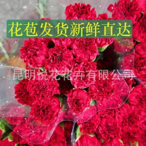 康乃馨鲜花云南基地鲜花直批专供花店婚庆用花家庭插花 量大咨询