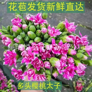 康乃馨鲜花云南基地鲜花直批专供花店婚庆用花家庭插花 量大咨询