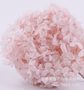 云南鲜花直批永生花木绣球/保鲜花真花干花塔型盒装绣球厂家批发