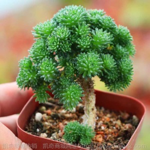 球松老桩多肉植物造型桩微景观盆栽趣味个性花卉绿植组合盆栽促销