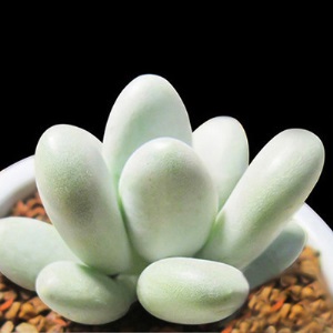 新款 多肉植物组合盆栽 唐印 萌肉肉室内绿植花卉 含盆送土包邮